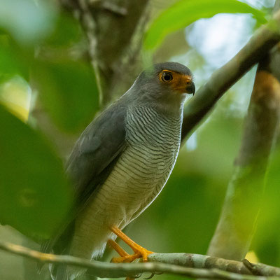 Barred Forest Falcon, Micrastur ruficollis