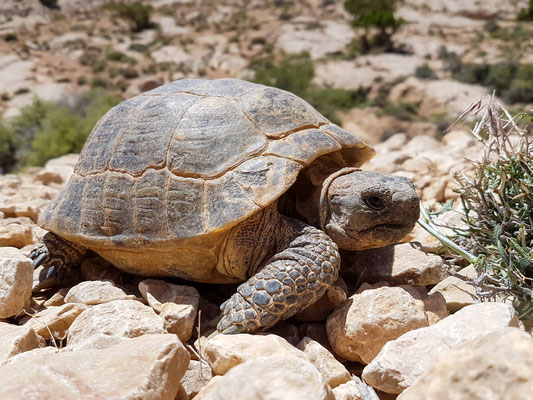 Russian tortoise, Testudo horsfieldii . Golestan, Iran, may 2017