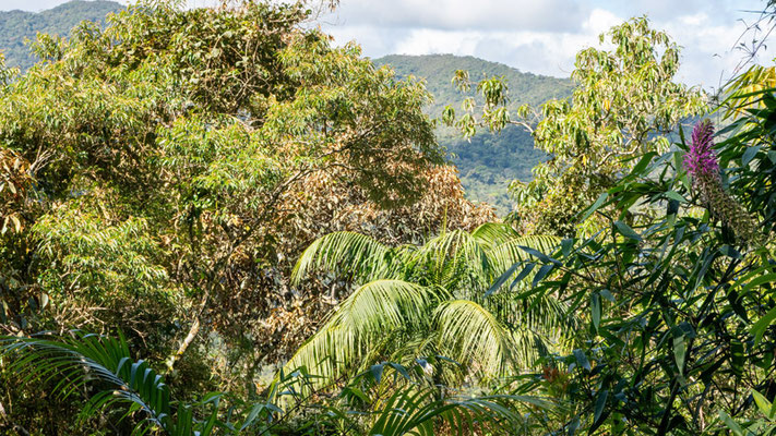 Montagne autour de Regua