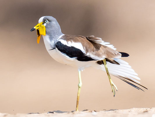 Vanneau à tête blanche, Vanellus albiceps