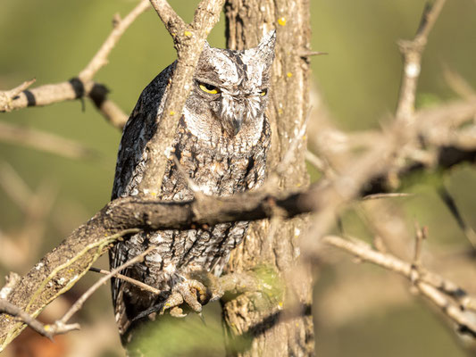 Petit duc africain, Otus senegalensis.Hara lodge