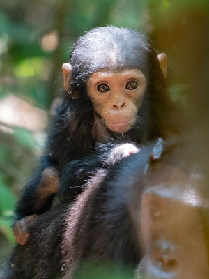 Bébé Chimpanzé, Pan troglodytes