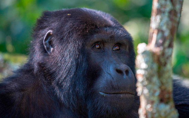 Gorille des montagnes, Gorilla beringei beringei