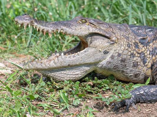 Crocodile du Désert,  Crocodylus suchus