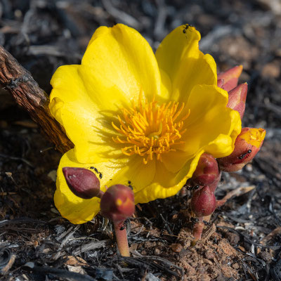 Cochlospermum tinctorium