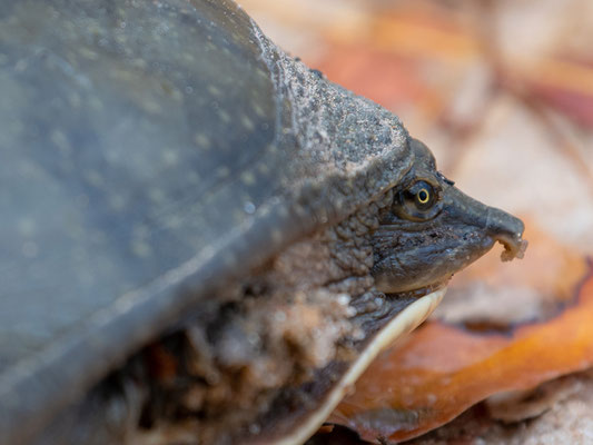 Cycloderma frenatum. Autre espèce de Tortue, en limite nord de répartition dans le sud tanzanien.