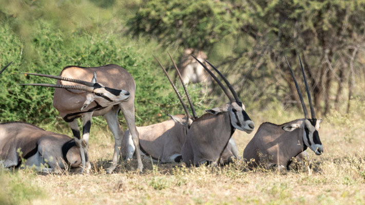 East African oryx, Oryx beisa. Awash National park