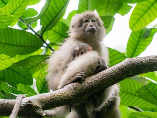 Sanje mangabey, Cercocebus sanjei. L'un des singes endémiques de cette chaine de montagnes, décrite seulement en 1986