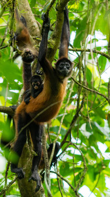 Singe araignée de Geoffroy, Ateles geoffroyi