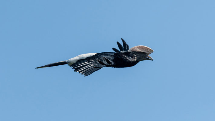 Silvery-cheeked Hornbill, Bycanistes brevis