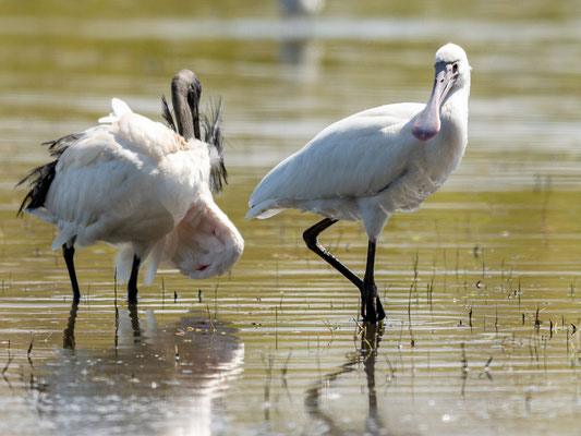 Spatule blanche, Platalea leucorodia