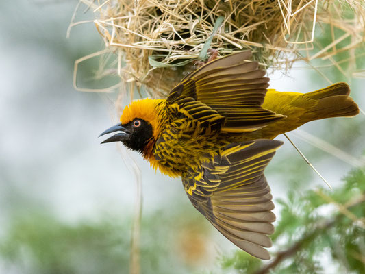 Speke's Weaver , Ploceus spekei