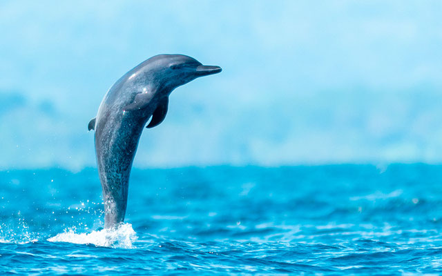  Pantropical spotted dolphin,  Stenella attenuata in the Golfo Dulce