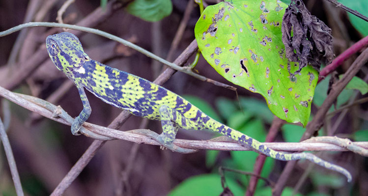 Caméléon bilobé, Chamaeleo dilepis