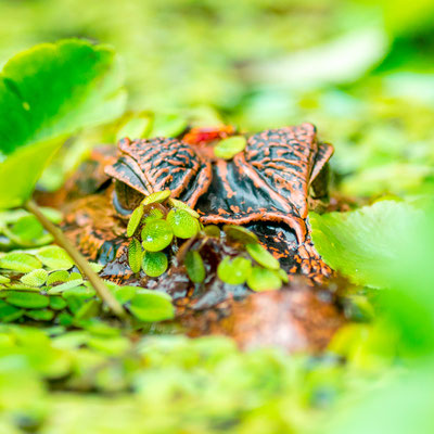 Caïman à lunettes, Caiman crocodilus juvénile