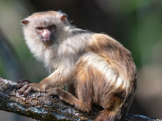 Ouistiti à Queue Noire, Mico melanurus