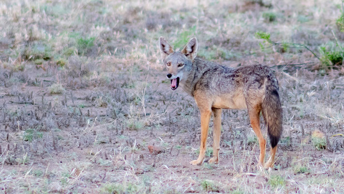 African golden wolf, Canis anthus. Awash National park
