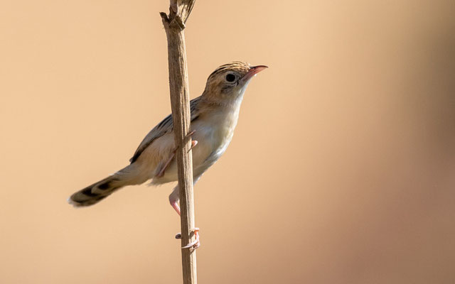 Cisticole à dos noir,  Cisticola eximius