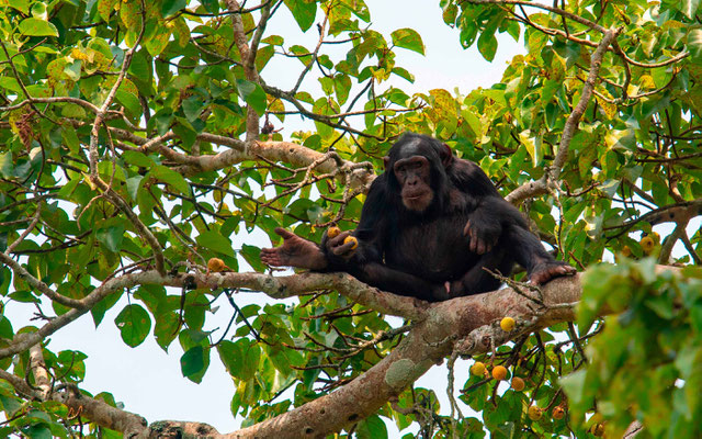 Chimpanzé, Pan troglodytes