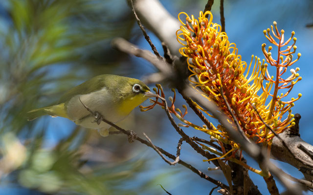 Zostérops d'Abyssinie, Zosterops abyssinicus. Sabana lodge, lac Langano