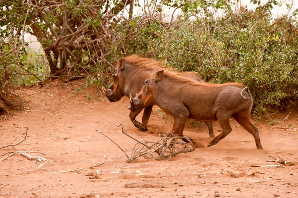 Phacochère commun, Phacochoerus africanus