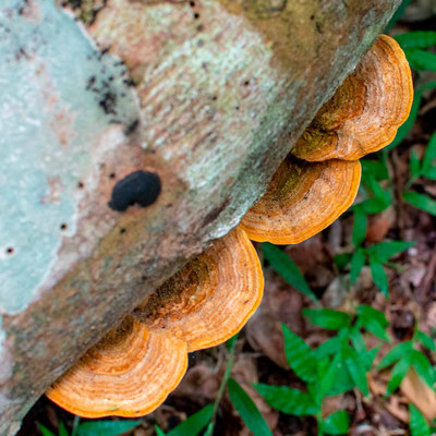 Champignon, Semiliki