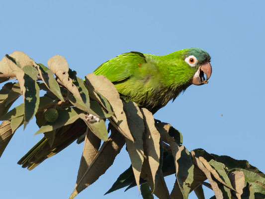  Amazone à front bleu, Amazona aestiva