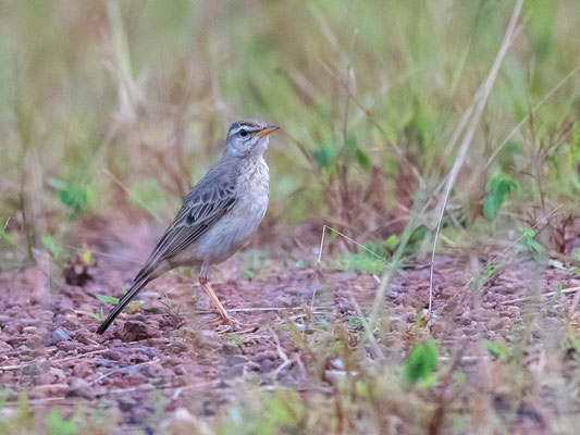 Pipit à dos uni, Anthus leucophrys 