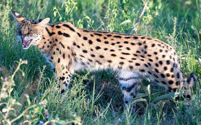 The male circles the female, incredible display!