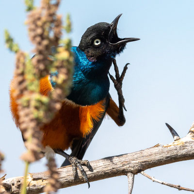 Choucador superbe, Lamprotornis superbus