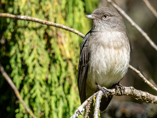 Gobe mouche chocolat, Melaeornis chocolatinus. ENDÉMIQUE