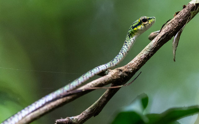 Rhamnophis aethiopissa