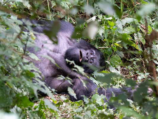 Mountain Gorilla, Gorilla beringei beringei