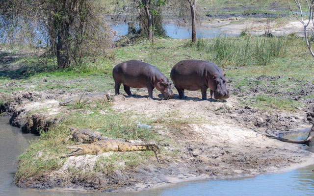 Hippopotame amphibie, Hippopotamus amphibius