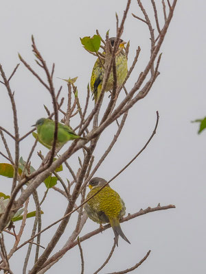  Cotinga à queue fourchue, Phibalura flavirostris