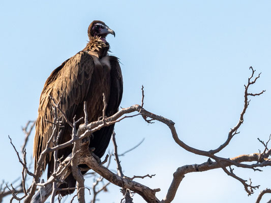 Vautour charognard, Necrosyrtes monachus