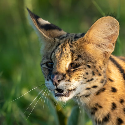 Série du portrait du Serval, Leptailurus serval