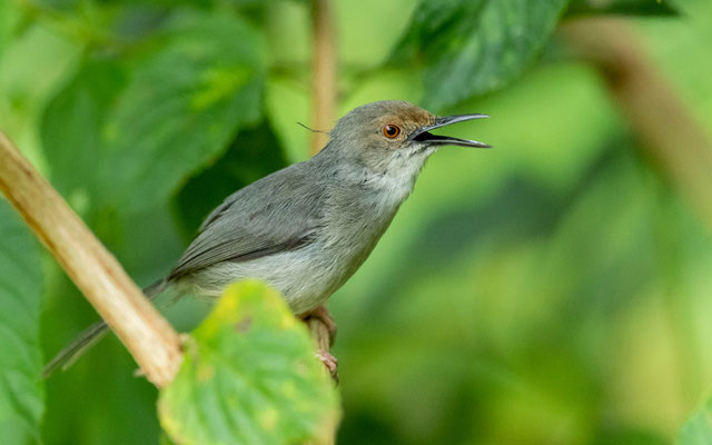 Apalis à long bec, Artisornis moreaui