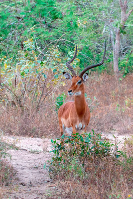 Impala, Aepyceros melampus