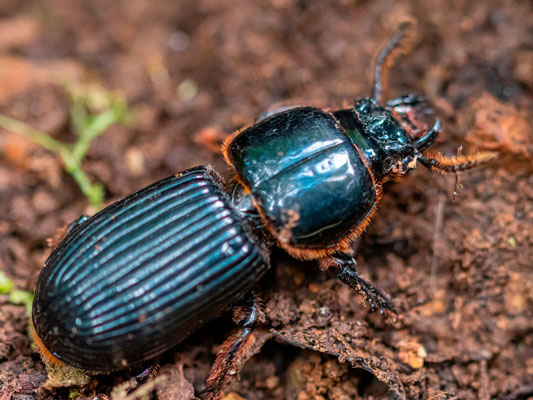 Passalus sp. (punctiger?)