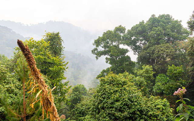 Paysage des forêts tropicales du Bwindi