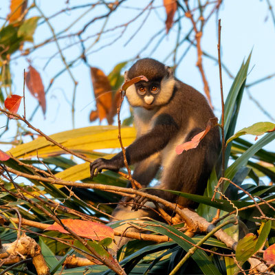 Cercopithèque ascagne, Cercopithecus ascanius