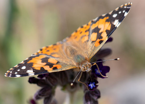 Vanesse des chardons, Vanessa cardui