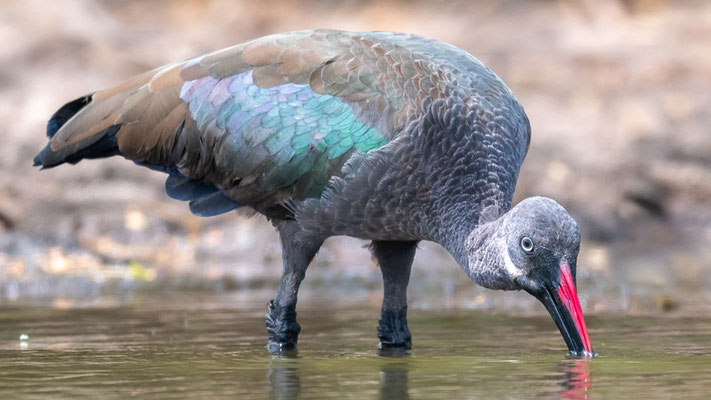 Ibis hagedash, Bostrychia hagedash