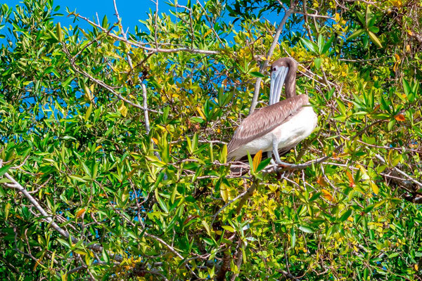 Pélican brun, Pelecanus occidentalis, fleuve Tarcoles