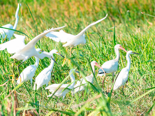 Aigrette neigeuse et Ibis blanc, Egretta thula et Eudocimus albus