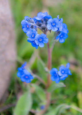 Fleur indéterminée