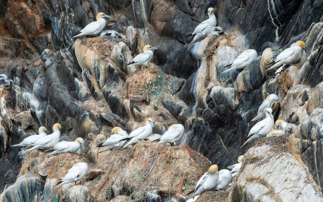 Fou de Bassan, Morus bassanus. Colonies sur les falaises