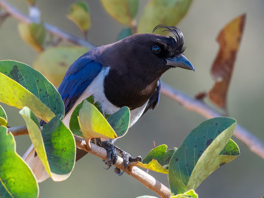  Geai à plumet, Cyanocorax cristatellus