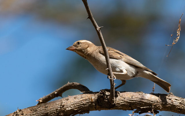 Petit Moineau, Gymnoris dentata